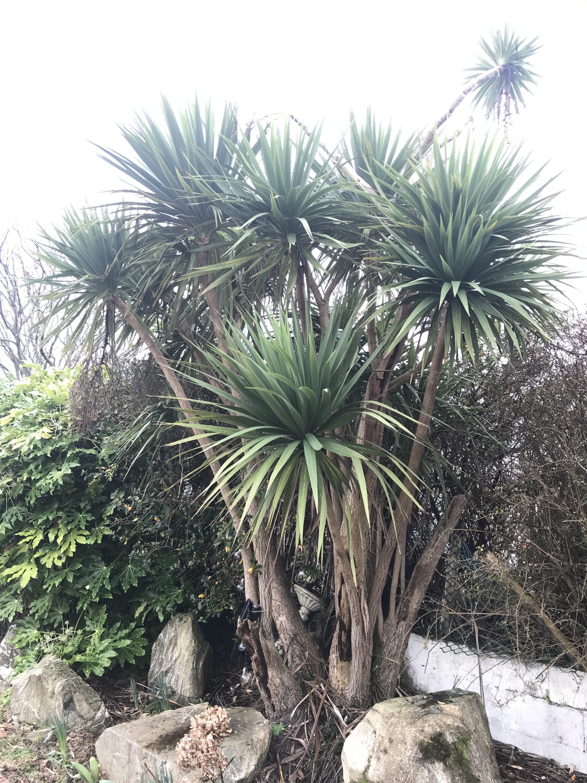 Beachcomber Cottage: A private coastal garden